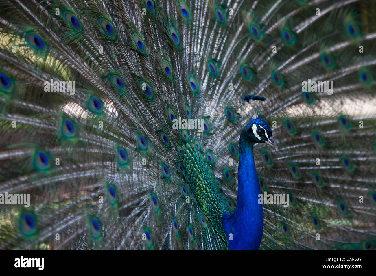 Vista laterale di pavone Foto Stock