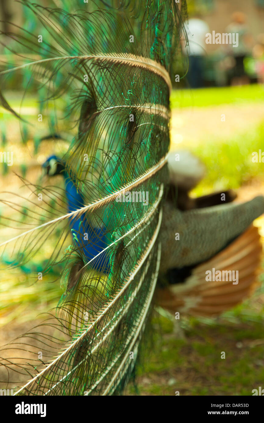 Veduta laterale di penne di pavone Foto Stock