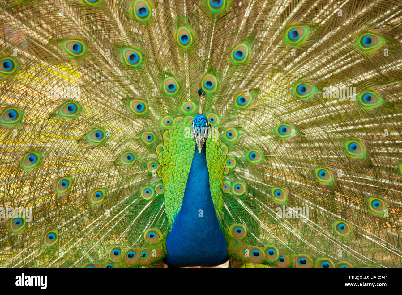 Peacock prese sulla testa Foto Stock