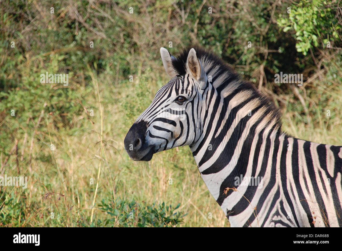 Il Sud Africa ospita una vasta gamma di animali selvatici, tra cui l'iconica zebra. Questi animali si trovano spesso a pascolare nelle praterie della savana, dove coesistono con altre specie animali. Le zebre sono note per le loro distintive strisce bianche e nere, che forniscono un mimetismo in natura. I tour safari offrono un'eccellente opportunità per vedere le zebre e altri animali nel loro habitat naturale. Foto Stock