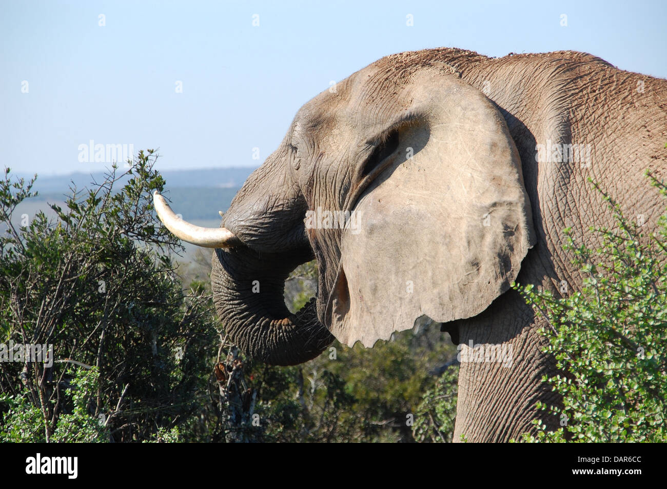 Sud Africa natura selvaggia fauna selvatica animali elefante Foto Stock