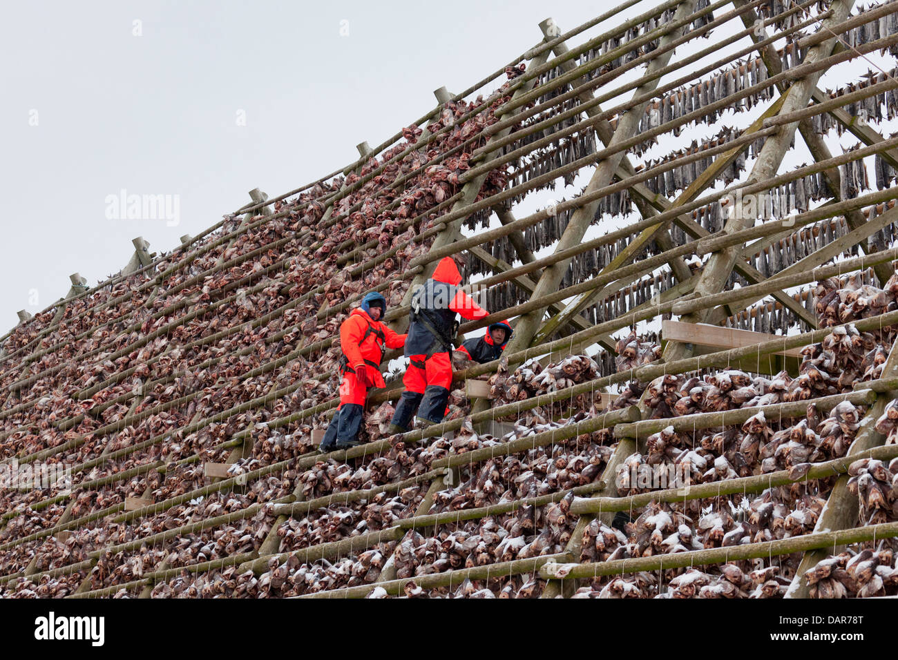 Gli uomini di arrampicata in scaffalature in legno / hjell in inverno per asciugare Merluzzo bianco (Gadus morhua) come stoccafisso, Lofoten, Norvegia e Scandinavia Foto Stock