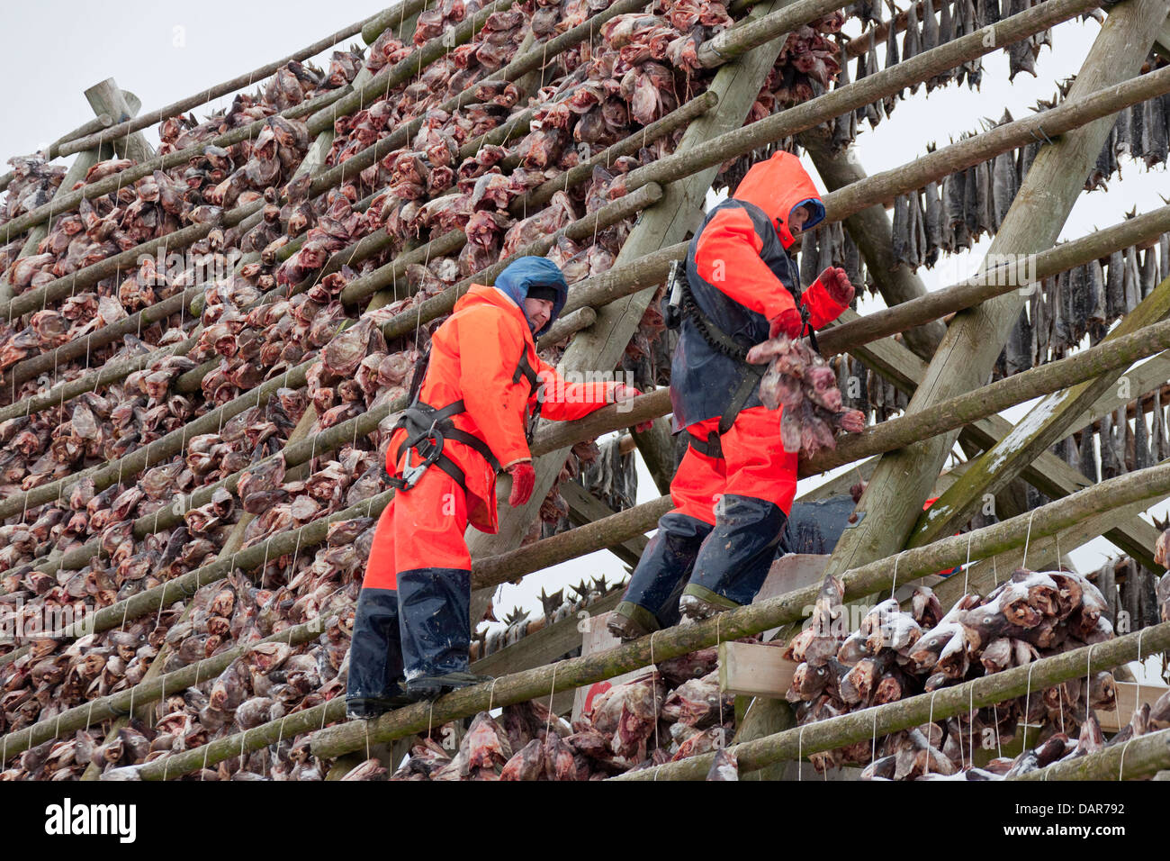 Gli uomini di arrampicata in scaffalature in legno / hjell in inverno per asciugare Merluzzo bianco (Gadus morhua) come stoccafisso, Lofoten, Norvegia e Scandinavia Foto Stock