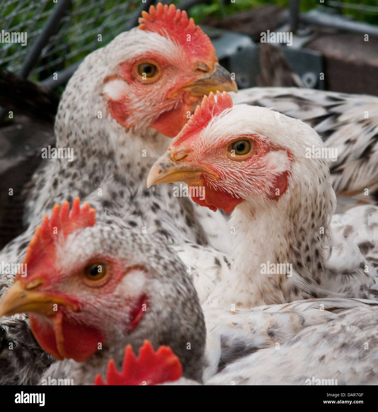 Ai polli da carne pascolare sui pascoli organico e vivere in penne che li proteggono dai predatori, la luce diretta del sole e del vento a Nick fattoria organica in luglio 12, 2013 in Adamstown, MD. Foto Stock