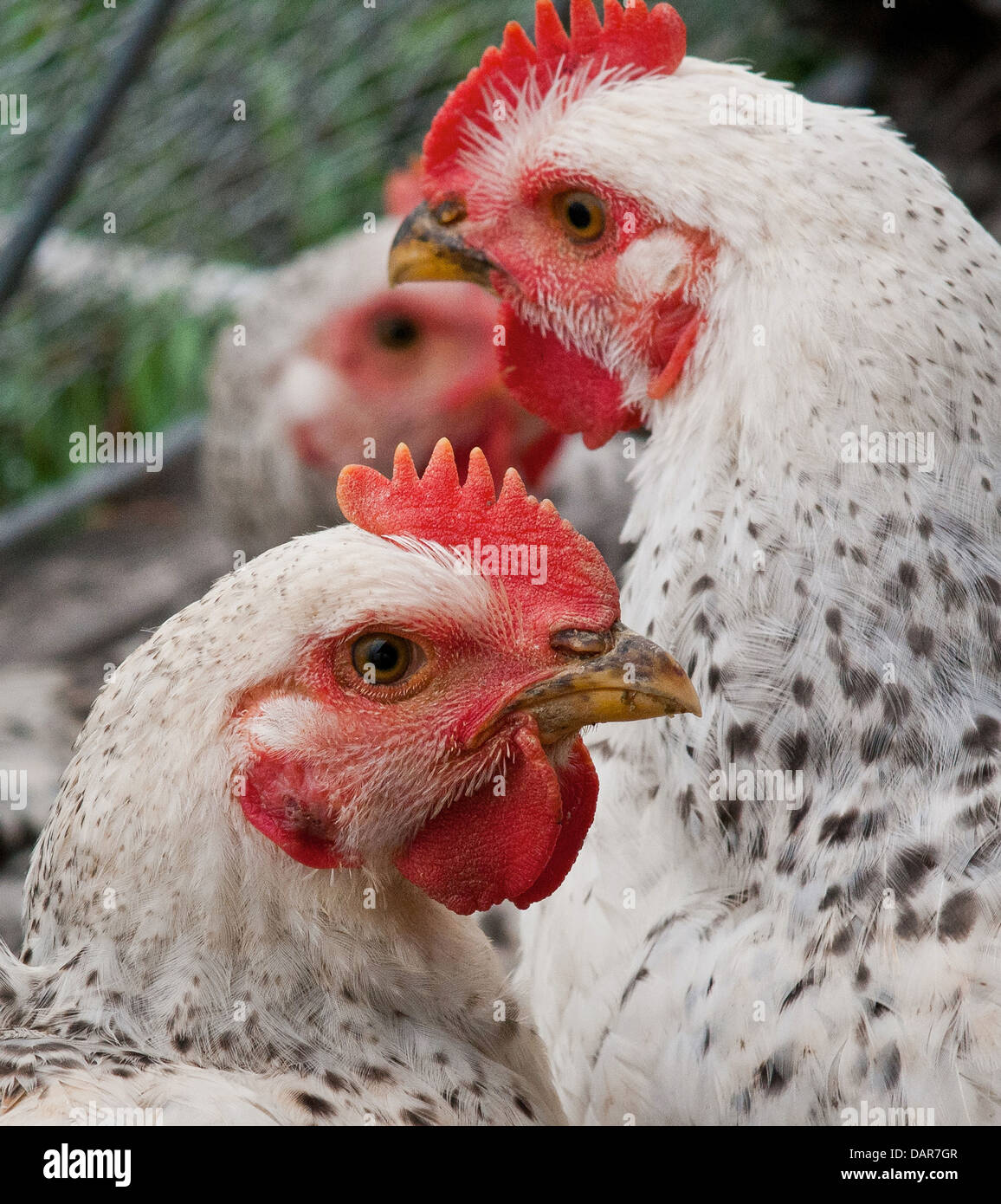 Ai polli da carne pascolare sui pascoli organico e vivere in penne che li proteggono dai predatori, la luce diretta del sole e del vento a Nick fattoria organica in luglio 12, 2013 in Adamstown, MD. Foto Stock