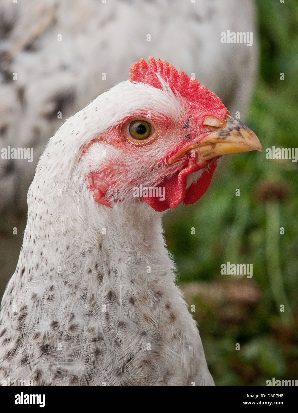 Ai polli da carne pascolare sui pascoli organico e vivere in penne che li proteggono dai predatori, la luce diretta del sole e del vento a Nick fattoria organica in luglio 12, 2013 in Adamstown, MD. Foto Stock