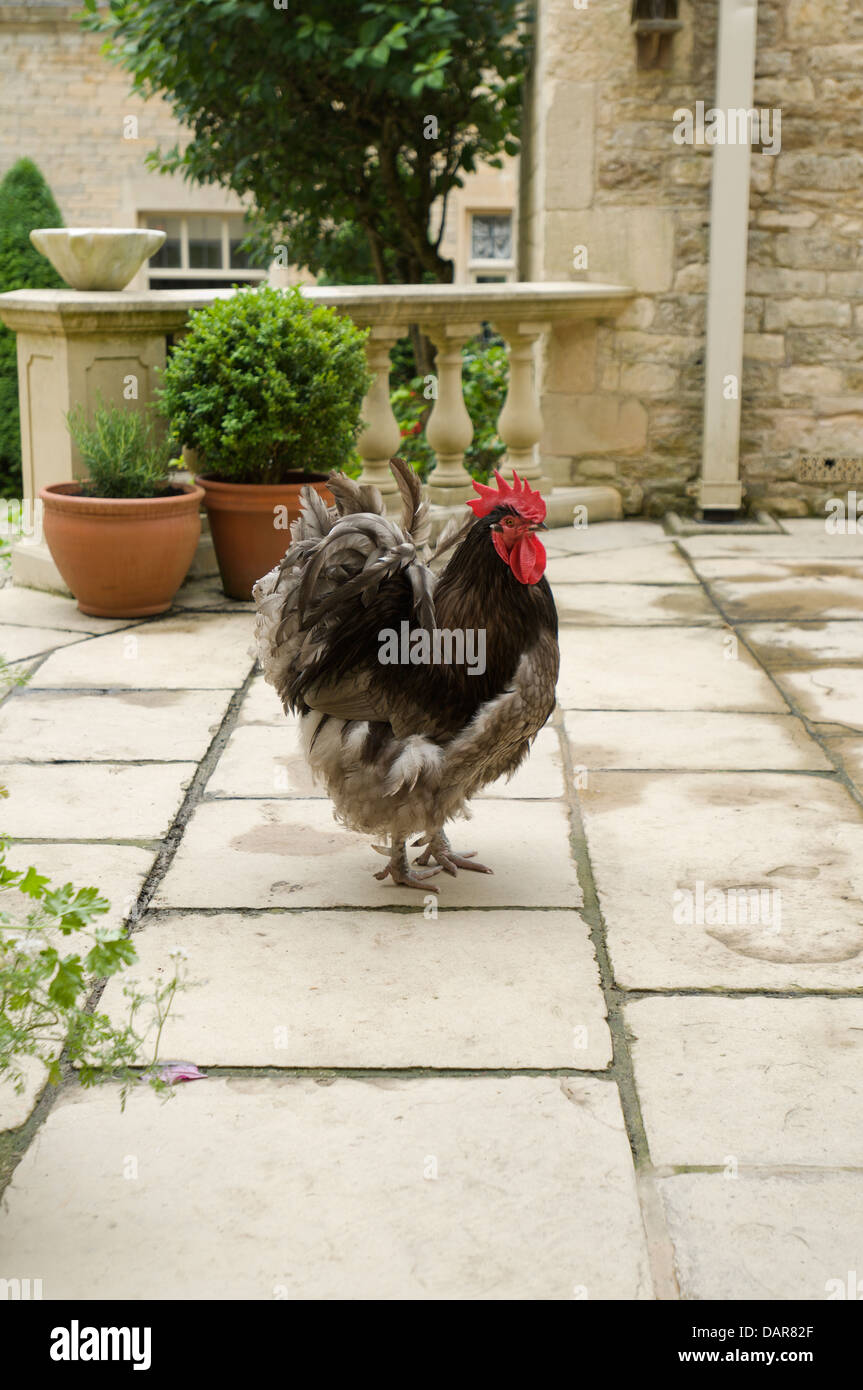 Hen su pietra patio pavimentato, Ampney Park, xvii secolo English country house Foto Stock