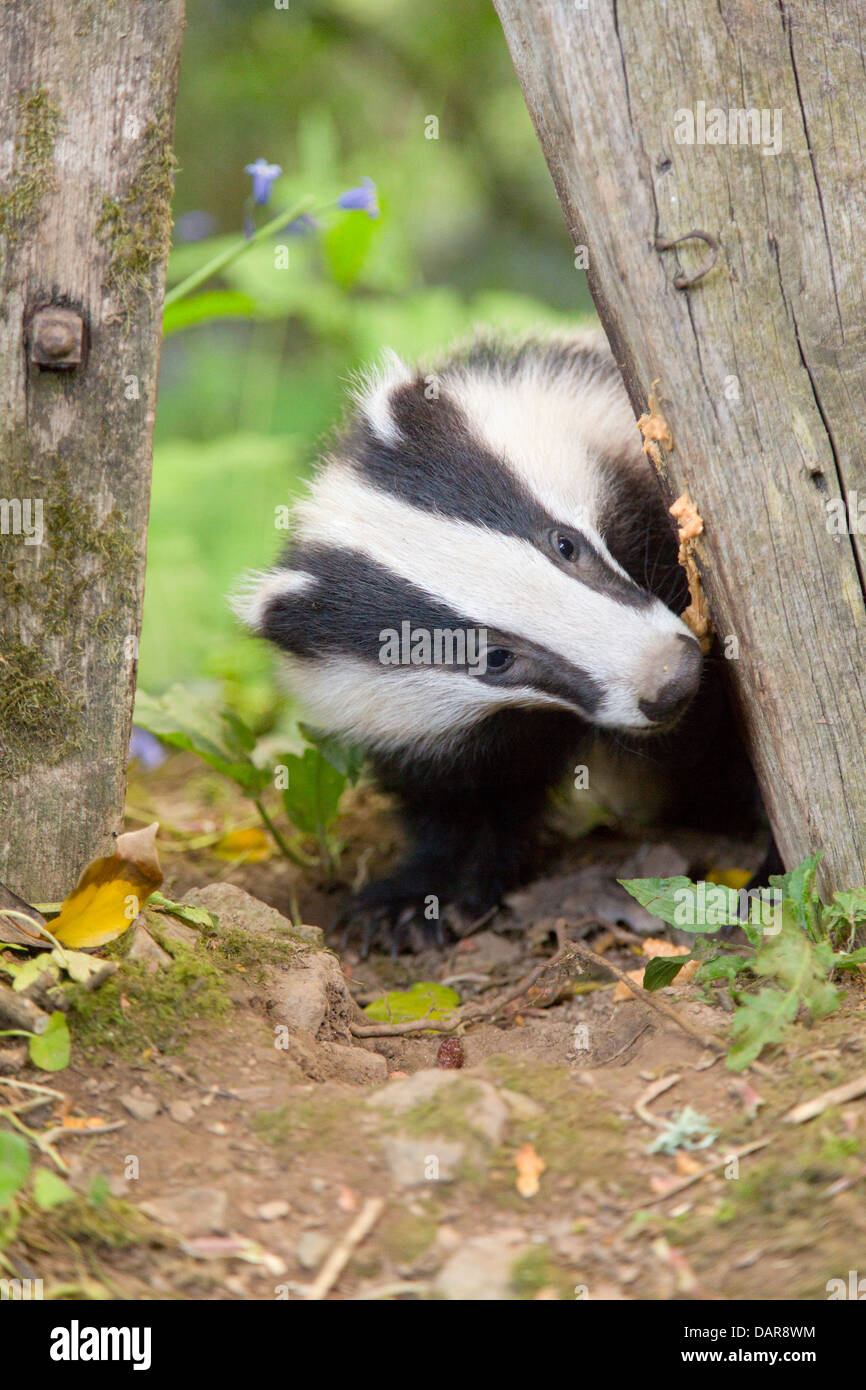 Badger; Meles meles; Regno Unito Foto Stock