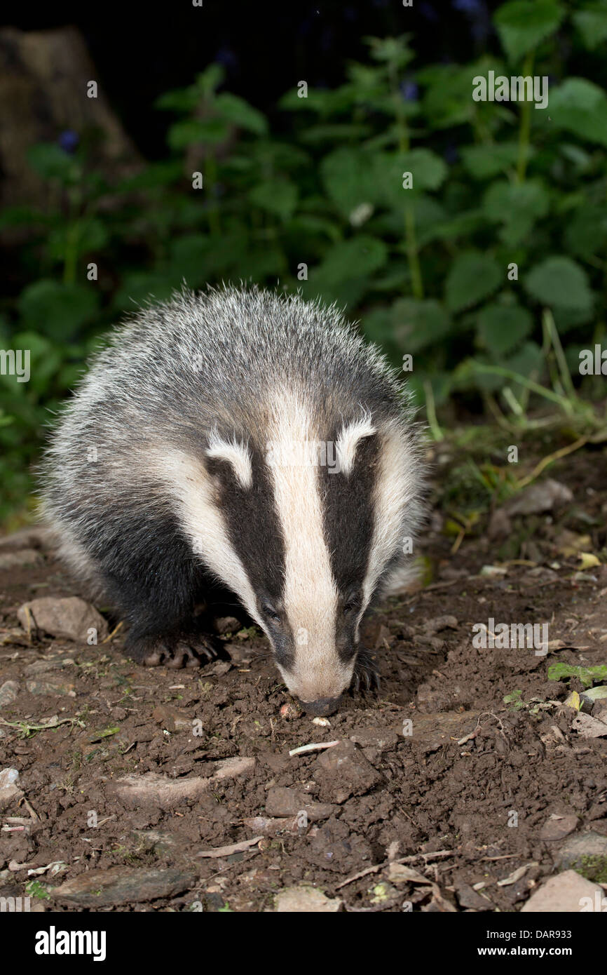 Badger Cub; Meles meles; Regno Unito Foto Stock