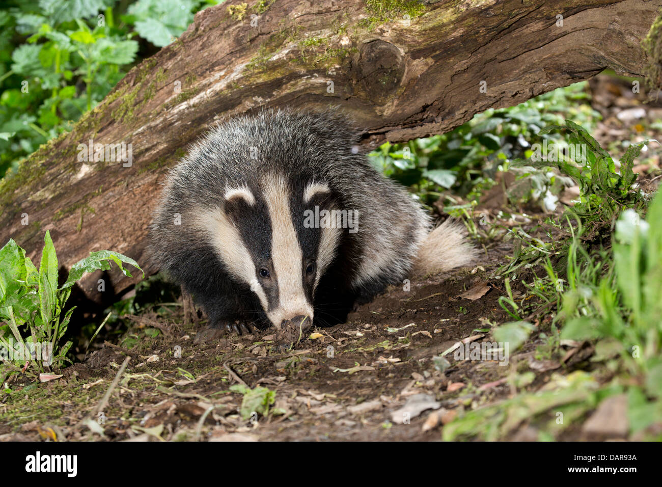 Badger Cub; Meles meles; Regno Unito Foto Stock