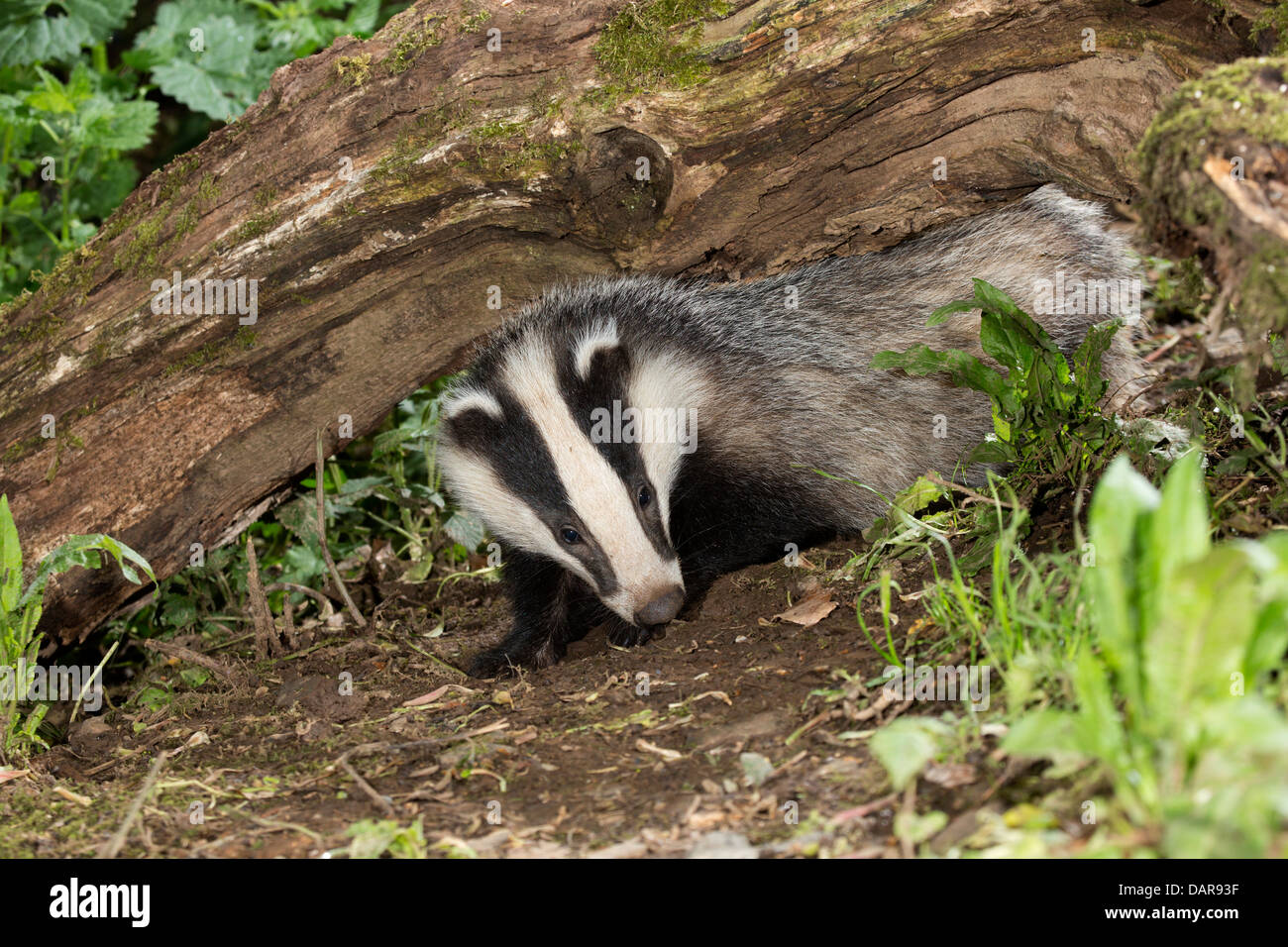 Badger Cub; Meles meles; Regno Unito Foto Stock