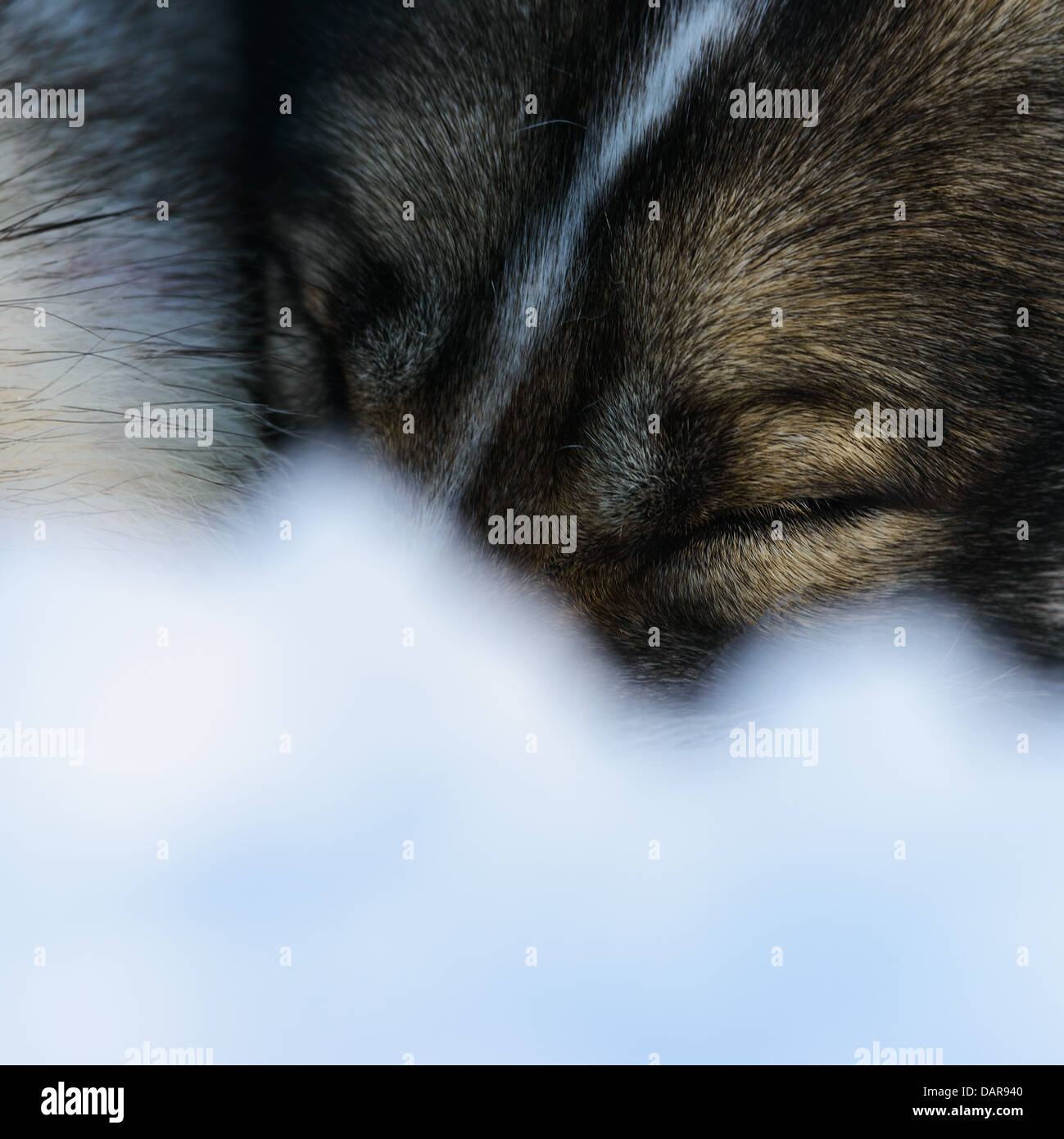 Siberian Husky dormendo, close-up Foto Stock