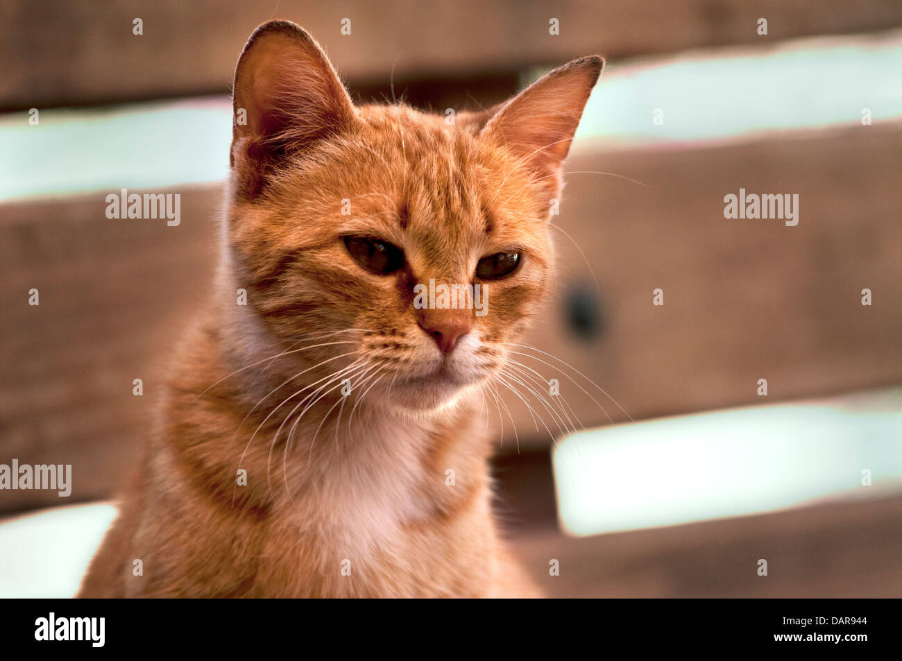Rosso gatto pelo, Petra, Giordania Foto Stock