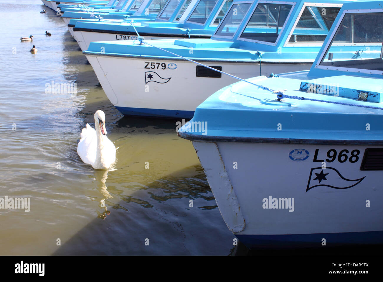 Swan e anatre tra imbarcazioni al Potter Heigham, su il Parco Nazionale Broads del Norfolk, Inghilterra Foto Stock
