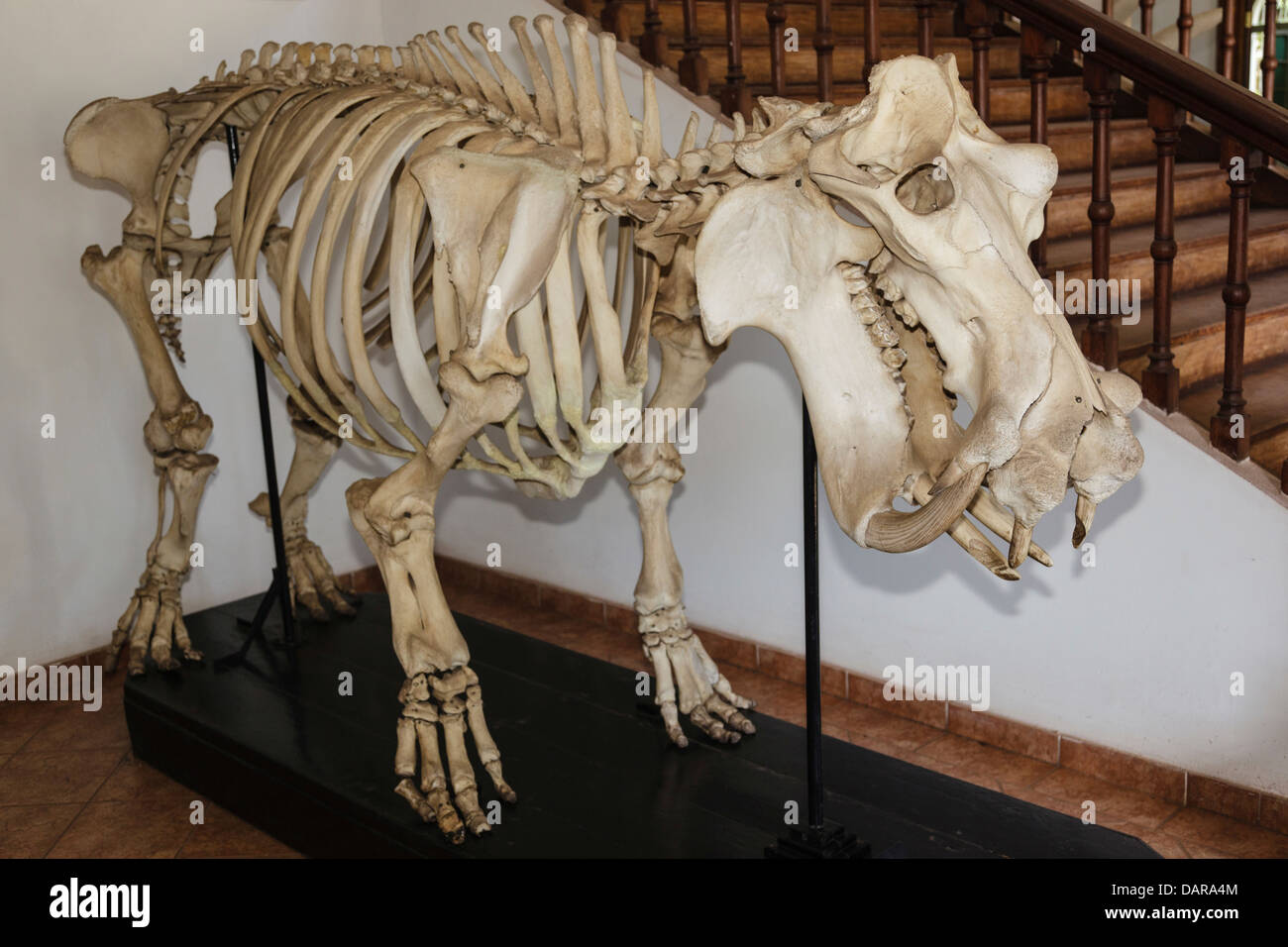 Africa, Mozambico, Maputo. Inquadratura ravvicinata di un ippopotamo scheletro. Foto Stock