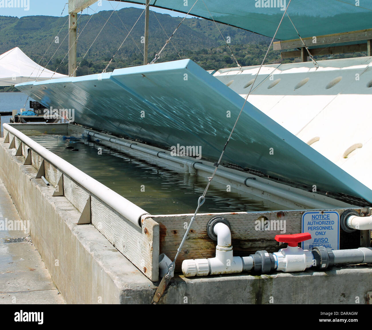 ALLEVAMENTO DI OSTRICHE Foto Stock