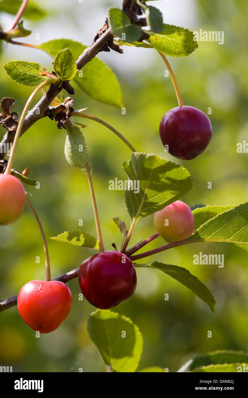 Close up di Morello Cherry Tree con frutta su di esso Prunus cerasus Foto Stock