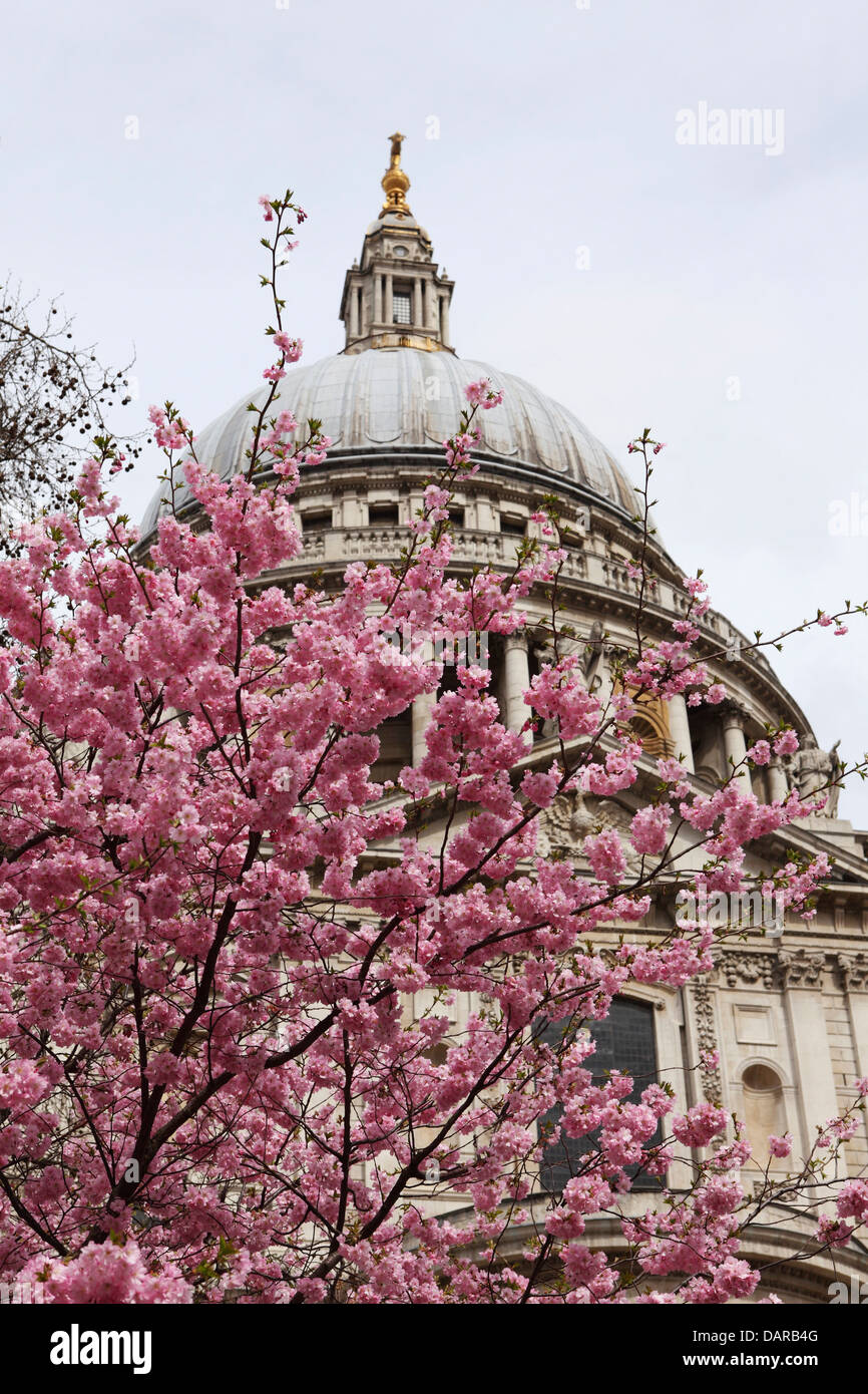 Fiore di Ciliegio su un albero vicino la cattedrale di San Paolo a Londra, Inghilterra. Foto Stock