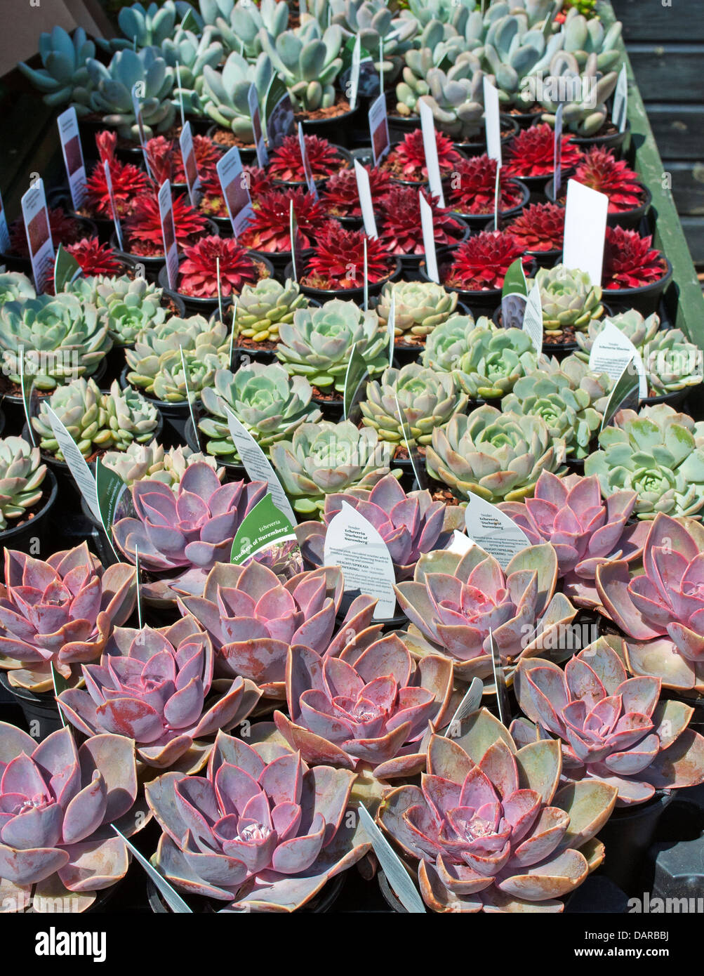 Succulente misti per la vendita in un centro giardino Foto Stock