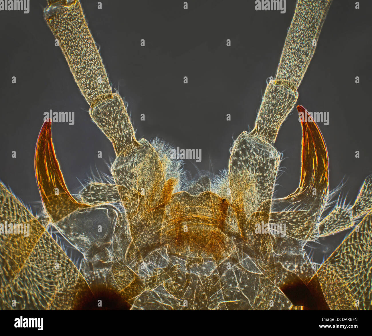 Campo oscuro fotomicrografia, soldato beetle apparato boccale Foto Stock