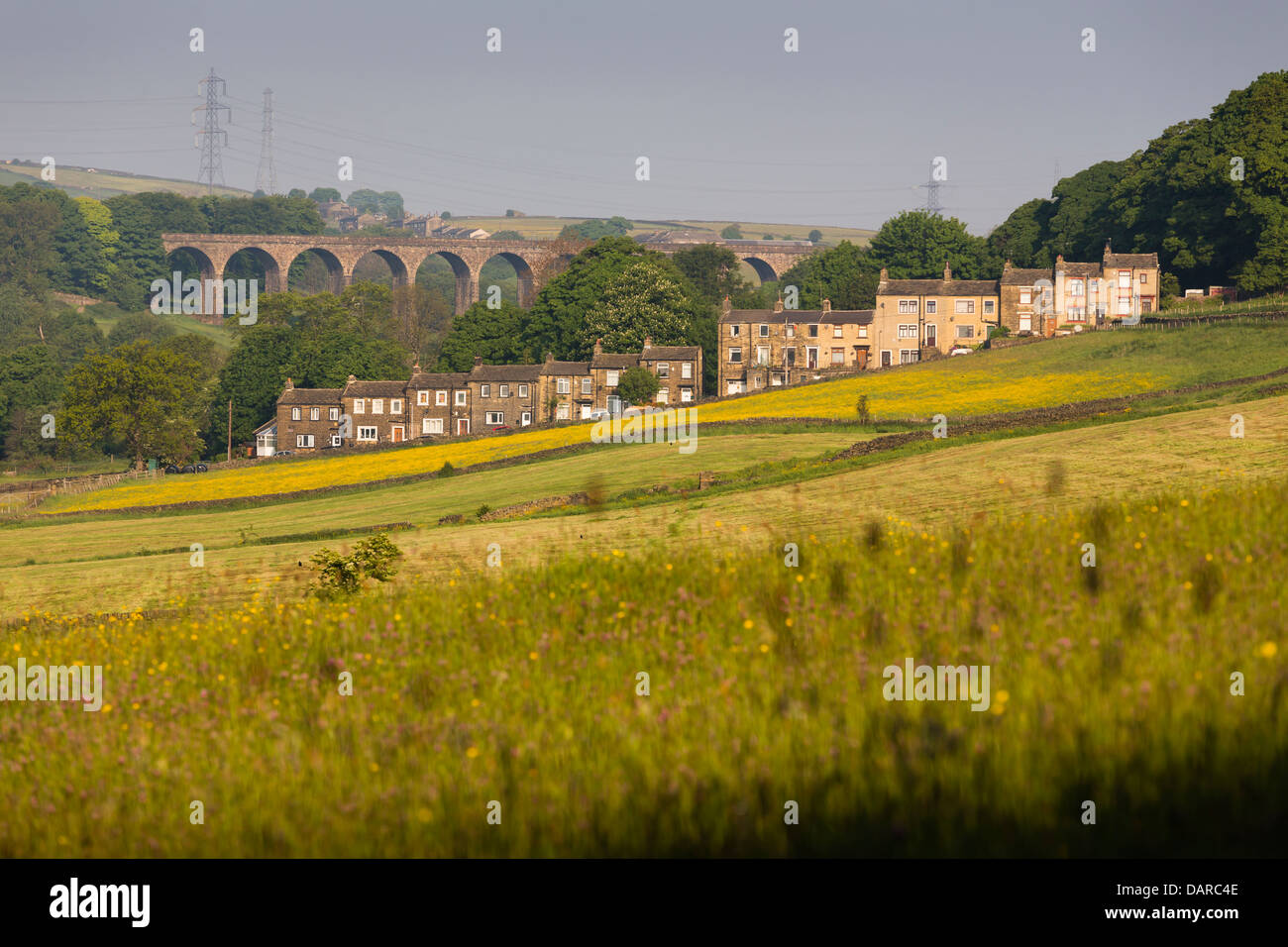 Thornton villaggio nei pressi di Bradford, campi con renoncules e un albero solitario in primo piano. Foto Stock