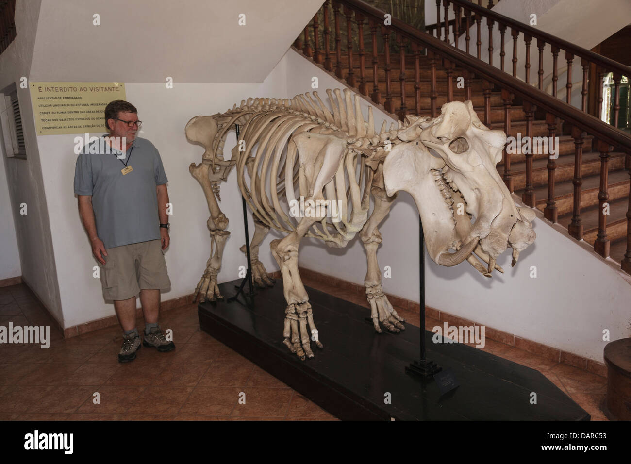 Africa, Mozambico, Maputo. Tourist in piedi da scheletro di un ippopotamo. Foto Stock