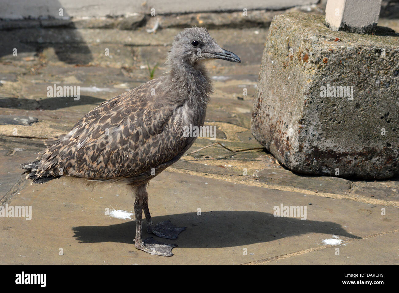 Seagull bird pulcino in posa di Staithes centro storico Foto Stock