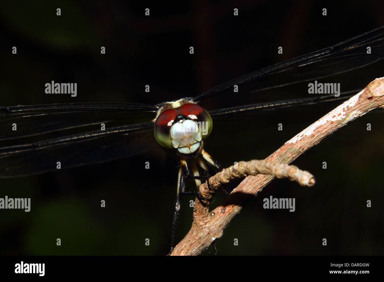 Un primo piano di una bella libellula con multi colore occhi. Foto Stock