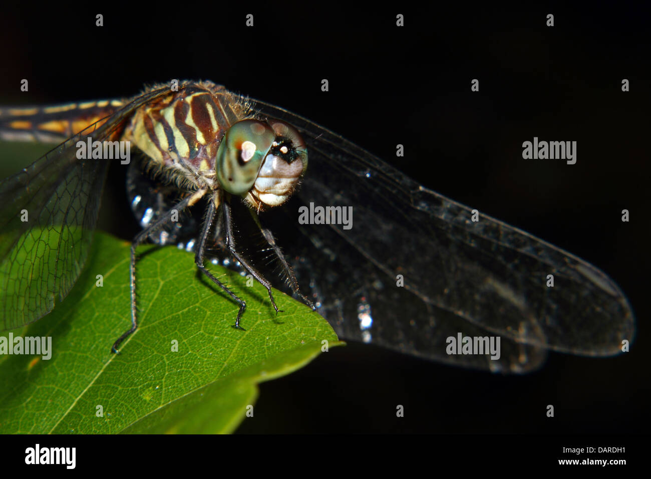 Un bellissimo e vivacemente colorato Dragonfly posatoi su una foglia. Foto Stock