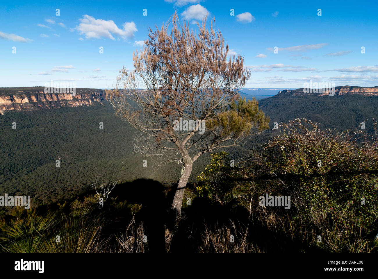Un albero di natale con vedute sulla Jamison Valley, al punto sublime, Blue Mountains, Australia, con ombre proiettate da lookout Foto Stock