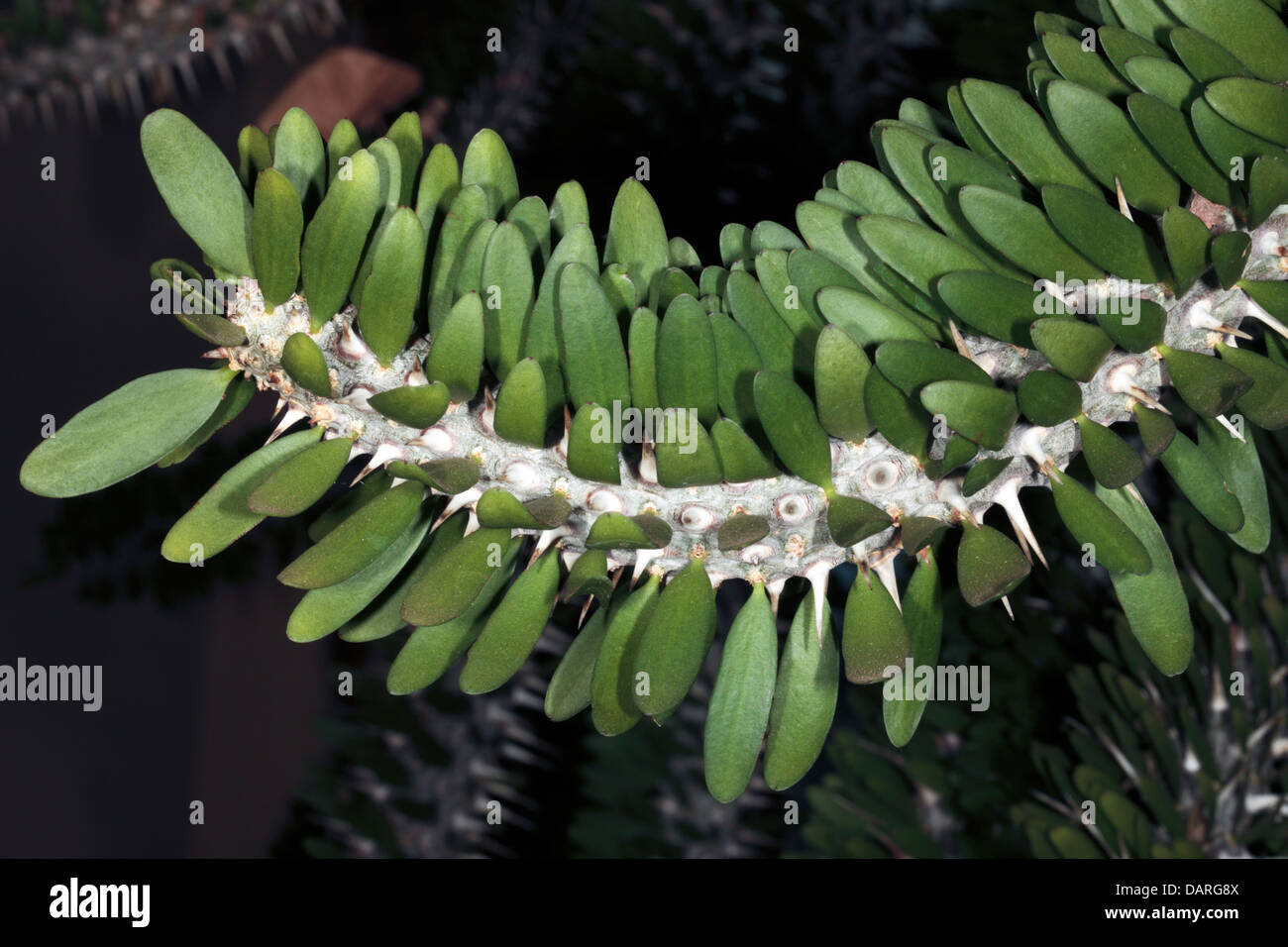 Close-up di foglie e stelo della Corona di Spine di Cristo // Vegetali Cristo Thorn mostra spine - Euphorbia milii - Famiglia Euphorbiace Foto Stock