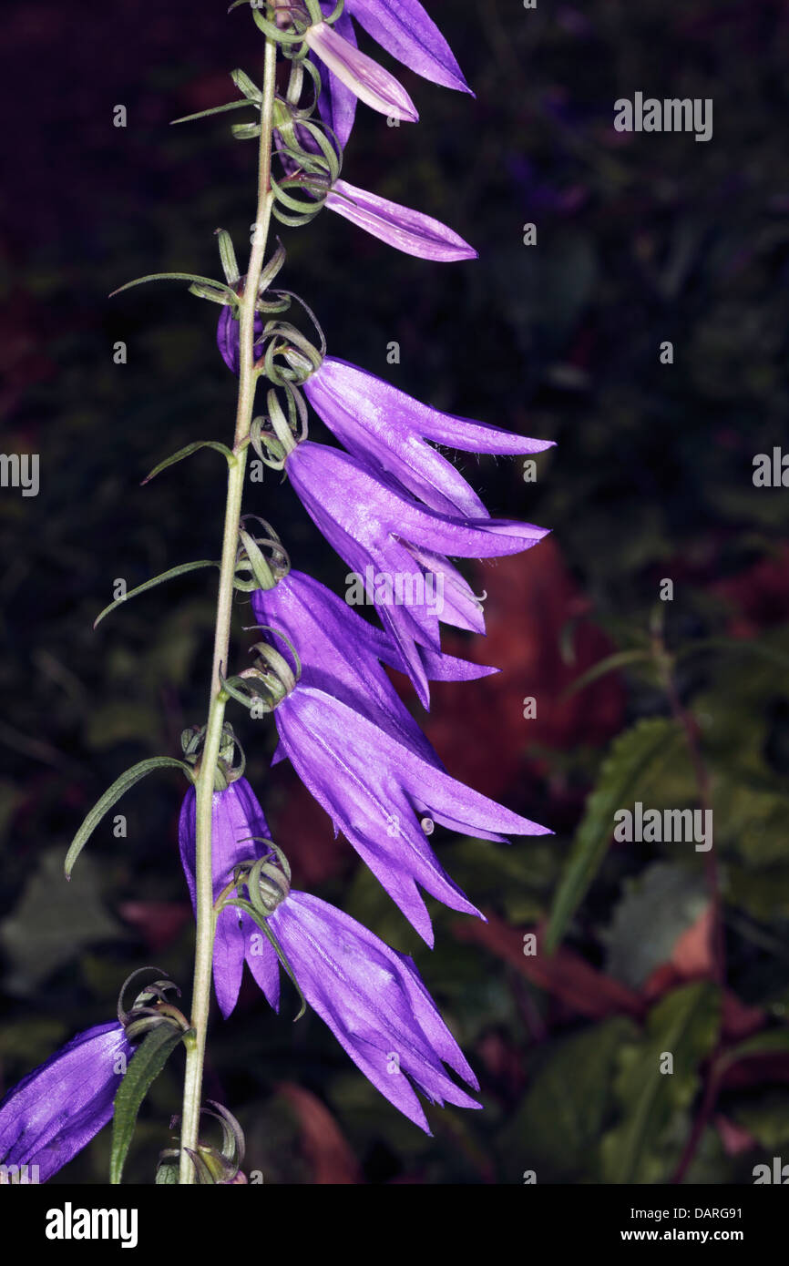 Close-up di creeping Bellflower / Rampion campanule fiori - Campanula rapunculoides- Famiglia Campanulaceae Foto Stock