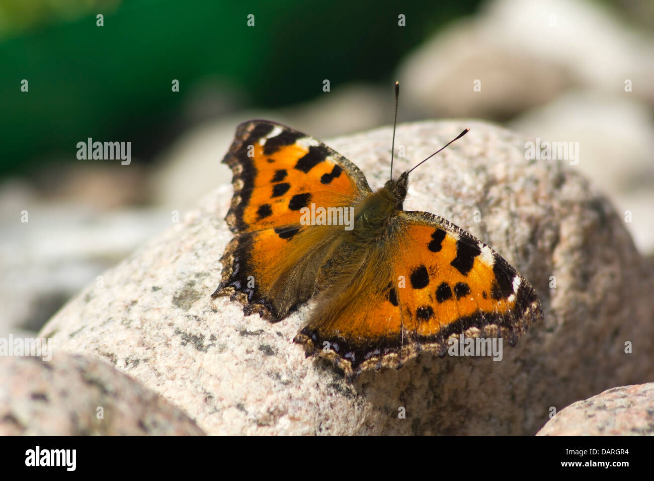 Tale malattia tartaruga, Nymphalis polychloros, butterfly Foto Stock