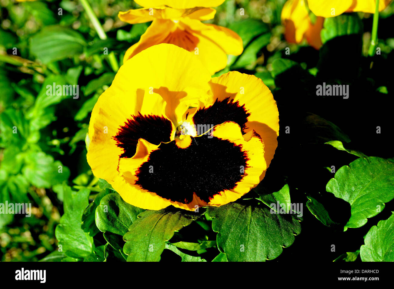 Il giallo e il nero pansy. Foto Stock