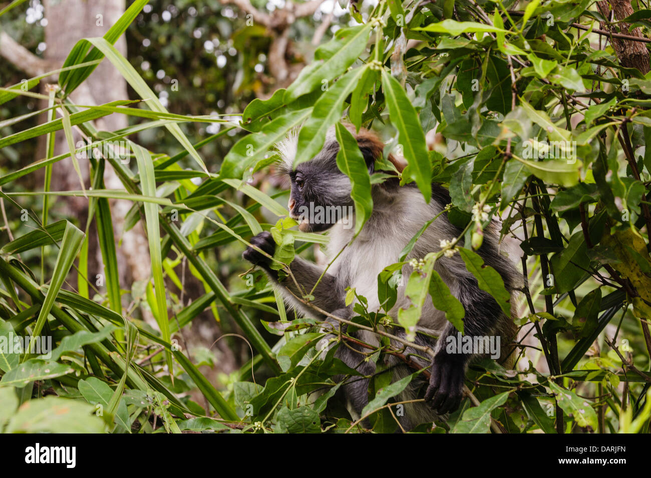 Africa, della Tanzania, Zanzibar, Jozani Chakwa Bay National Park. Red Colobus Monkey nella struttura ad albero. Foto Stock