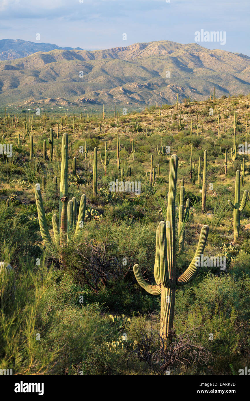 Stati Uniti d'America, Arizona, Tucson, Parco nazionale del Saguaro Foto Stock