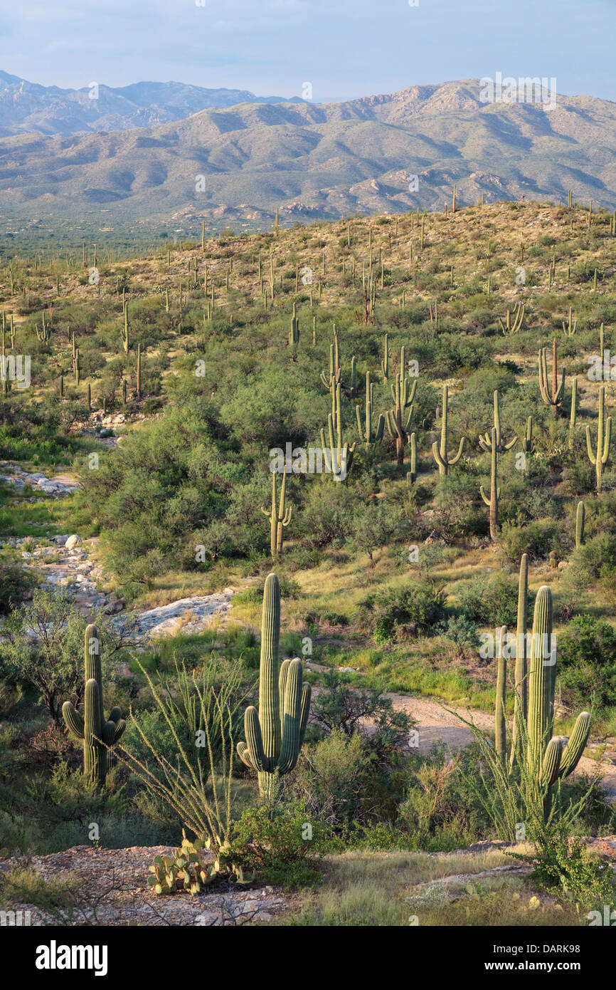 Stati Uniti d'America, Arizona, Tucson, Parco nazionale del Saguaro Foto Stock