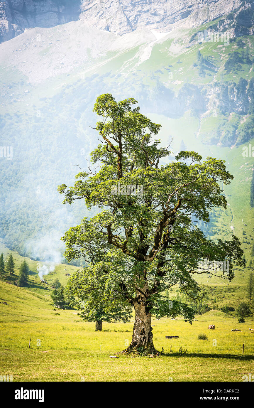 Tree nelle Alpi dell'Austria (in una zona denominata Hinterriss, Eng) su un verde prato con fumo di un fuoco selvaggio Foto Stock