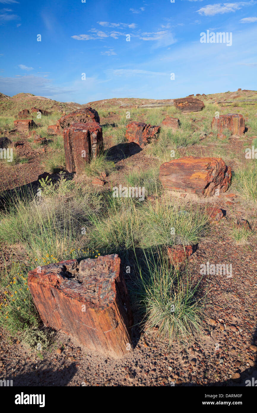 Stati Uniti d'America, Arizona, Holbrook, Parco Nazionale della Foresta Pietrificata, legno pietrificato sui registri gigante Trail Foto Stock