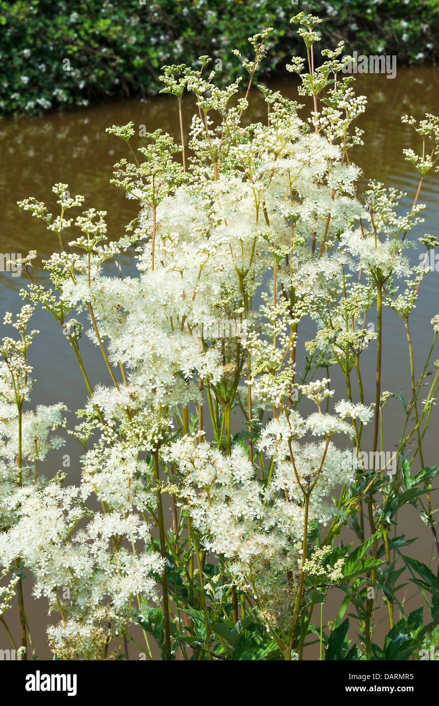 Bianco selvatico spirea fiori sulla Banca di Trento e Mersey Canal vicino Hassall Green Cheshire England Regno Unito Regno Unito Foto Stock