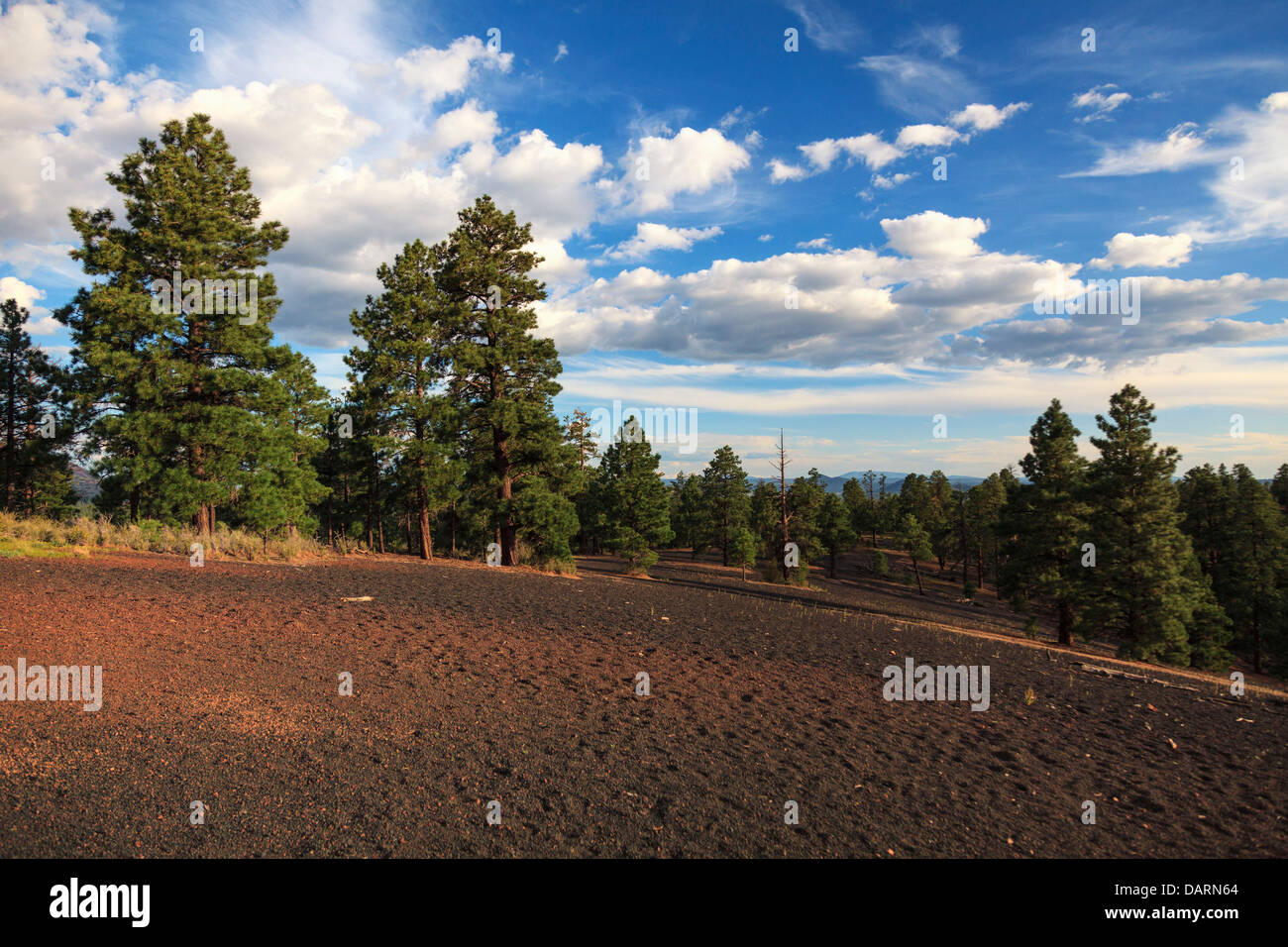 Stati Uniti d'America, Arizona Flagstaff, Sunset Crater National Monument, Coni di scorie e paesaggio vulcanico Foto Stock