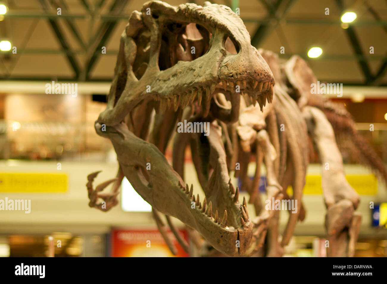 Scheletro di dinosauro Foto Stock