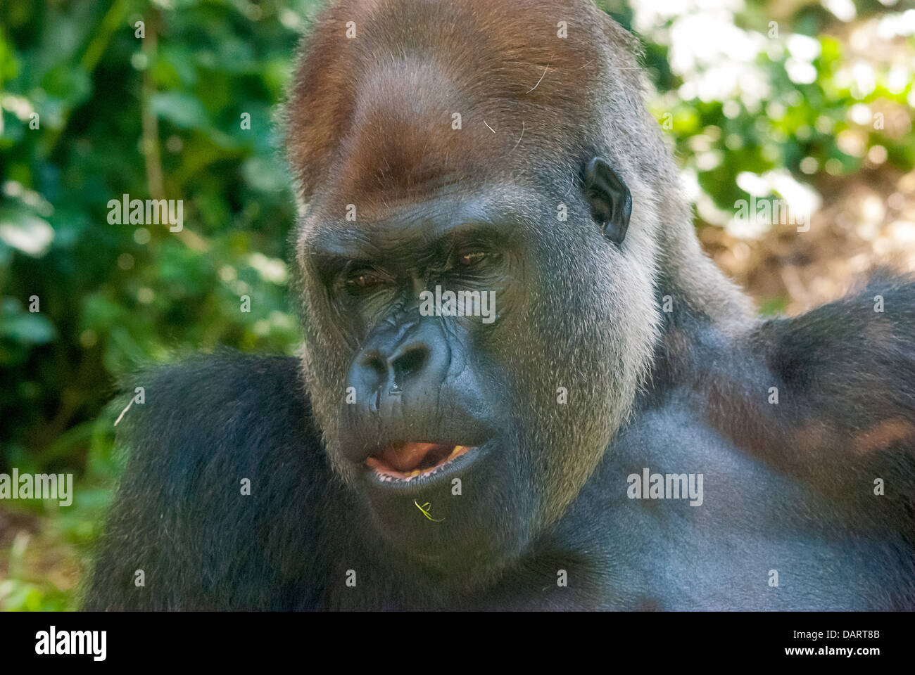 Rigo, un Gorilla Silverback in uno zoo australiano Foto Stock