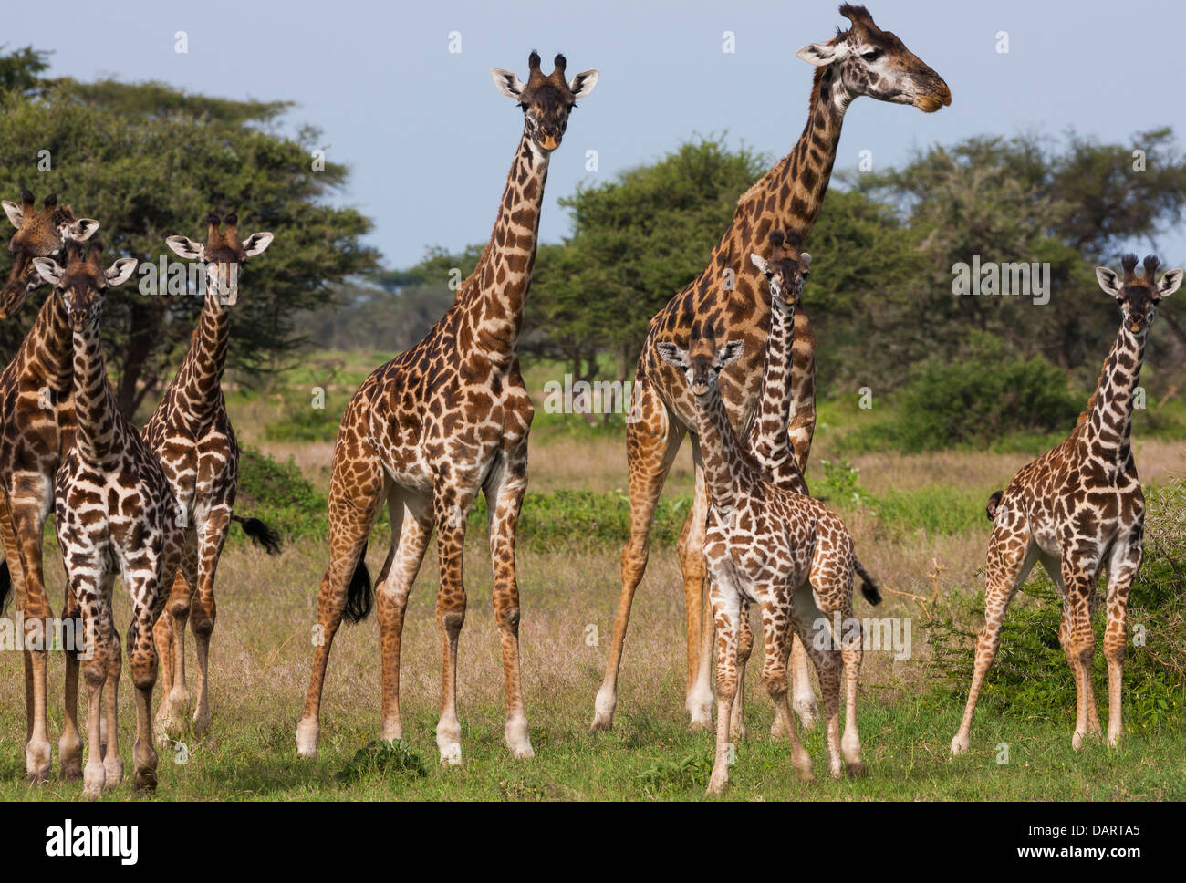 Maasai giraffe, Serengeti National Park, Tanzania. Foto Stock