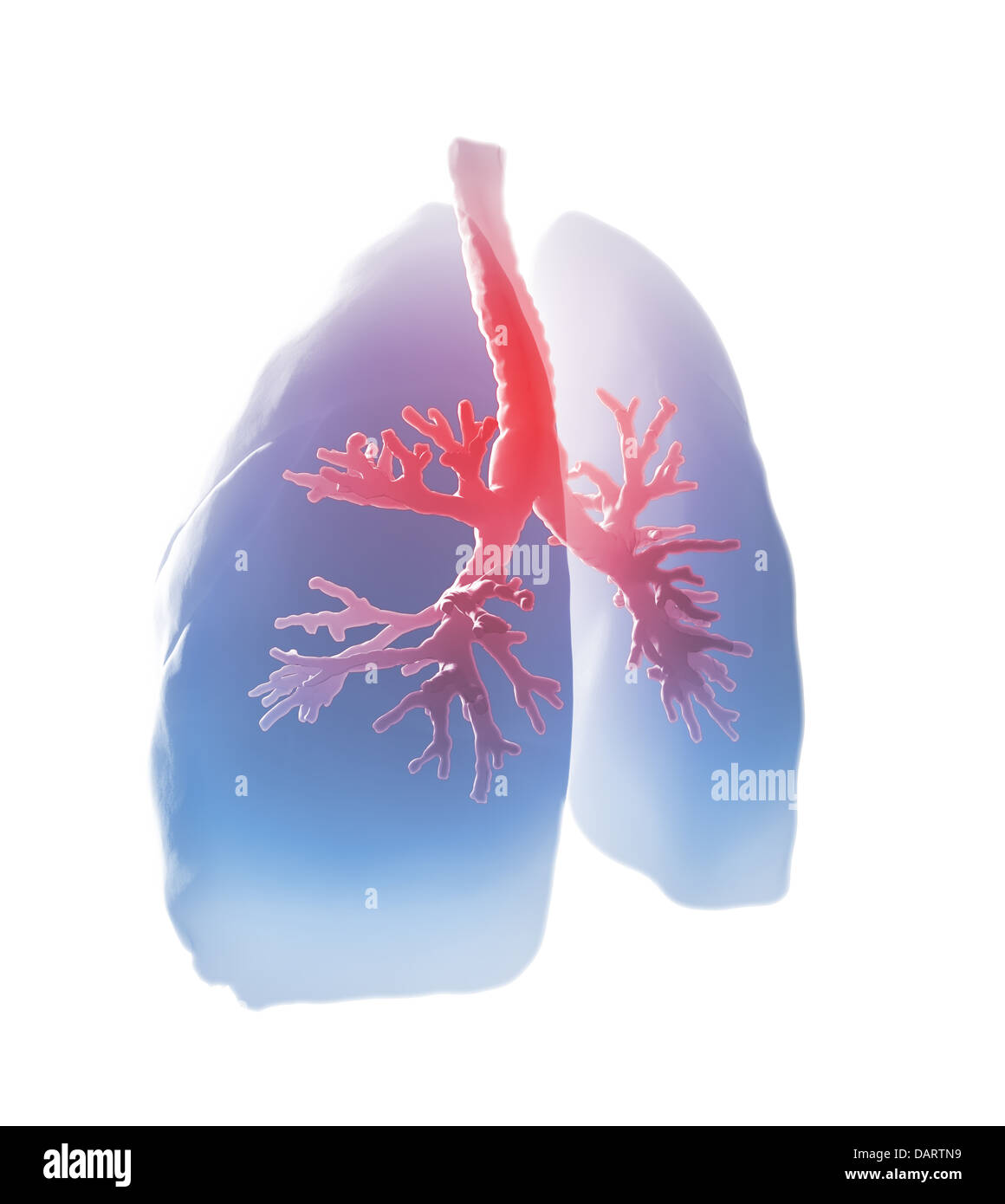 Polmoni e bronchi Illustrazione medica Foto Stock