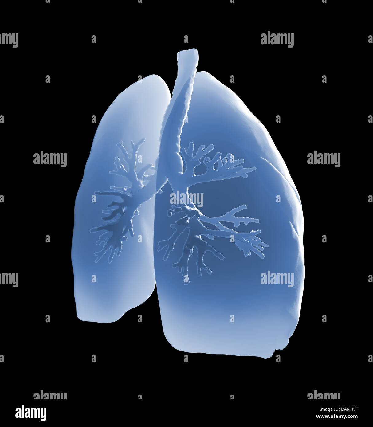 Polmoni e bronchi Illustrazione medica Foto Stock