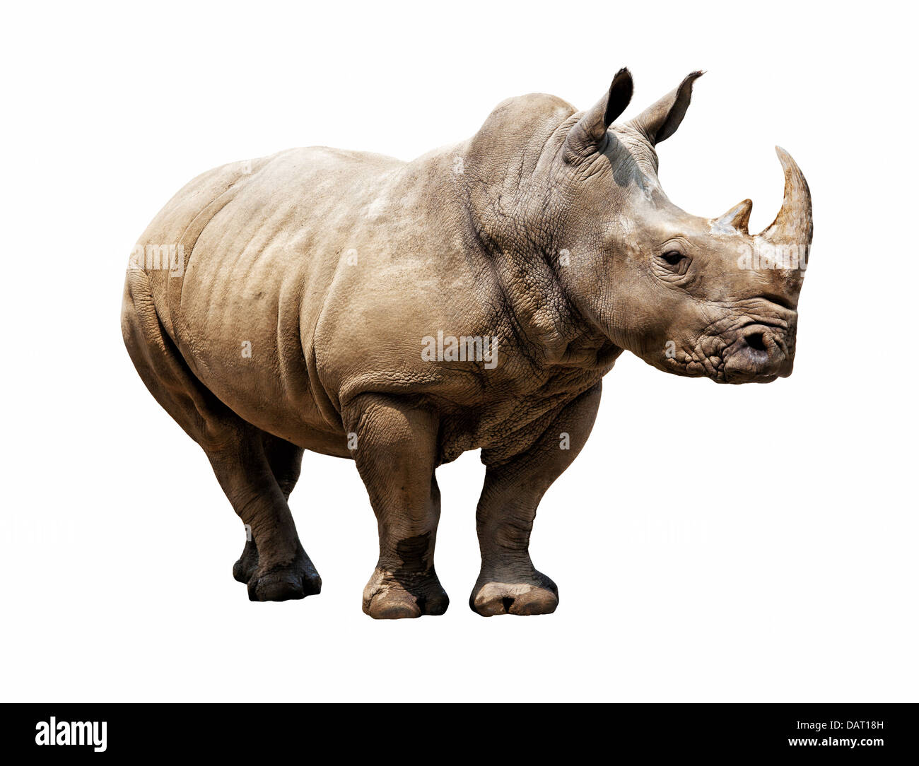 Enorme rhino isolato su bianco Foto Stock