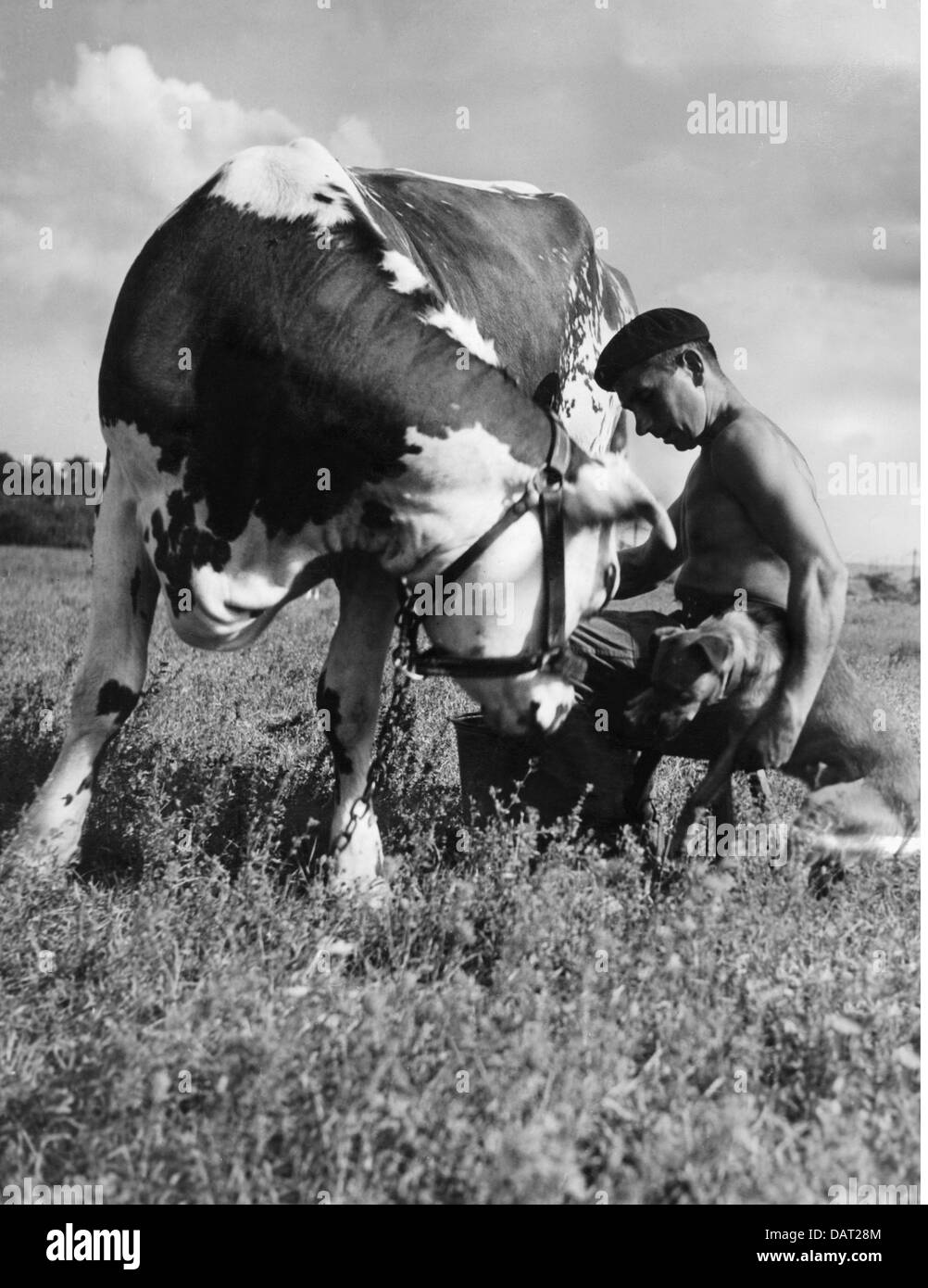 Periodo post-bellico, prigionieri di guerra, Theodor Gilles come lavoratore in una fattoria francese mungendo una mucca, Francia, fine anni '40, diritti aggiuntivi-clearences-non disponibile Foto Stock