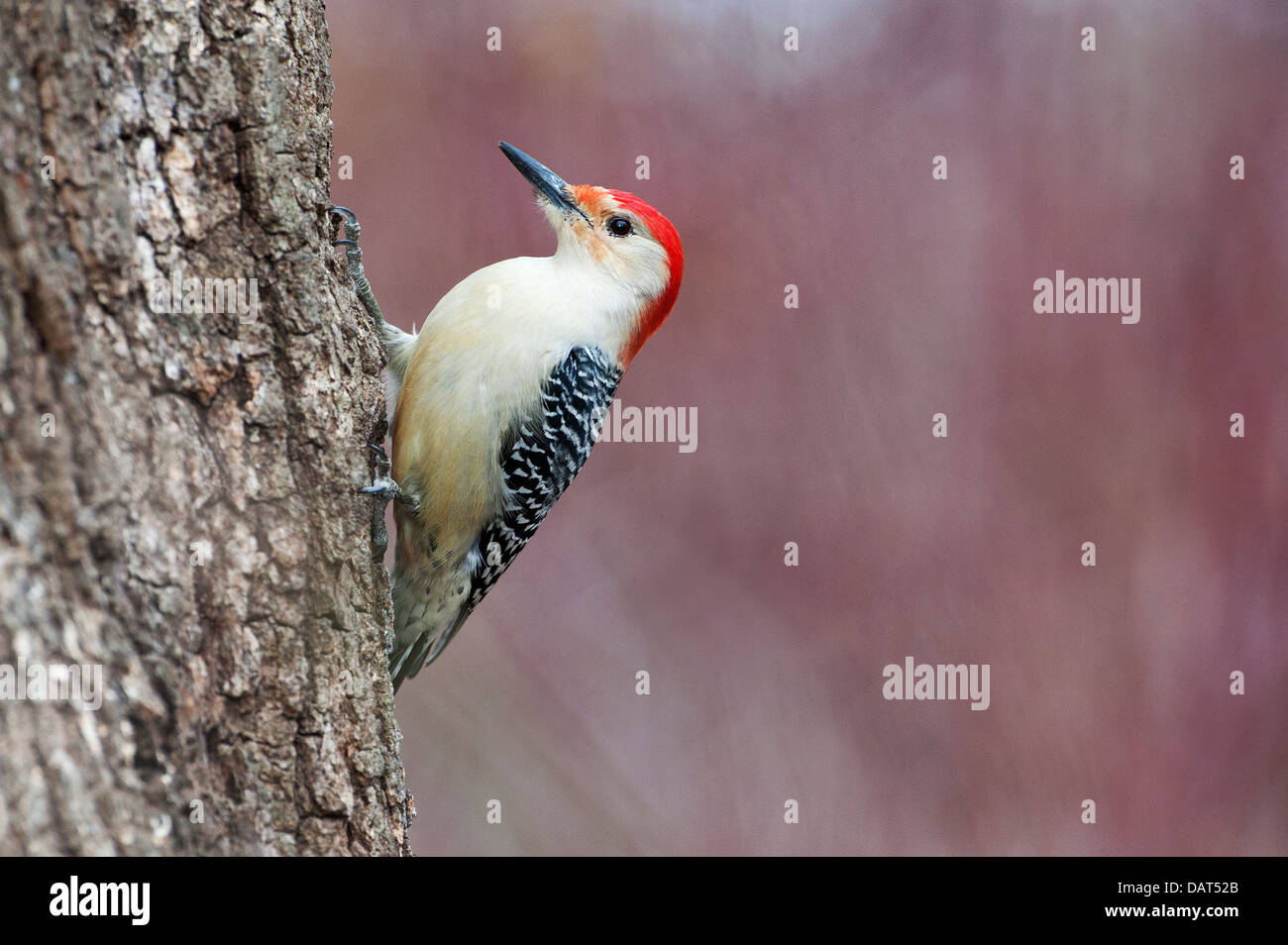 Foraggio maschio di picchio rosso-bellizzato Foto Stock