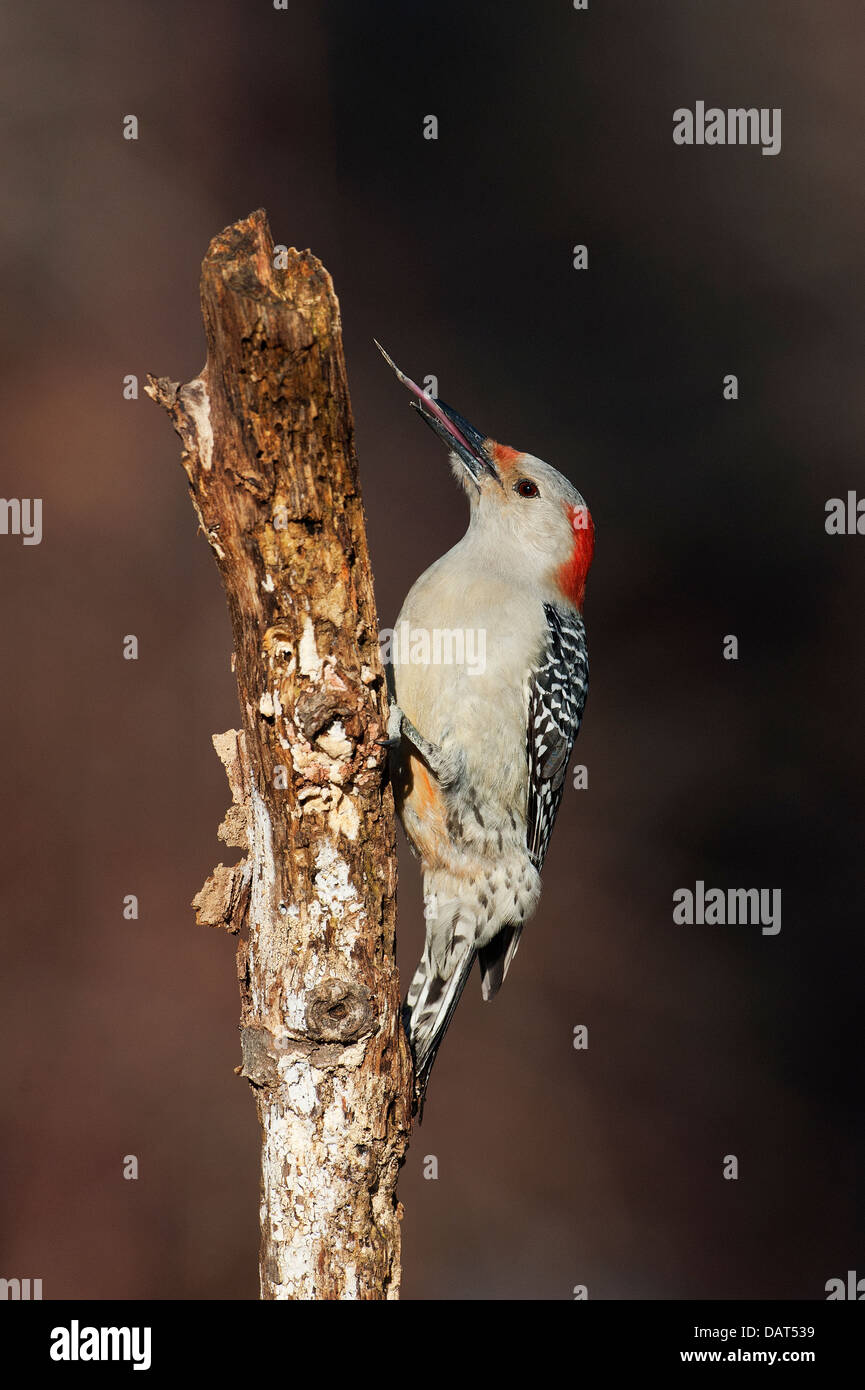 Femmina rosso-picchio panciuto foraggi estendendo una lunghissima lingua Foto Stock
